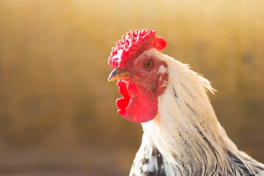 Animal portrait of white rooster, domestic animal, poultry breeding concept.