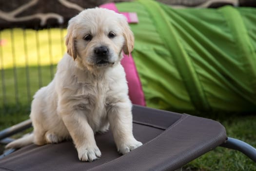 Golden Retriever puppies 6 weeks old