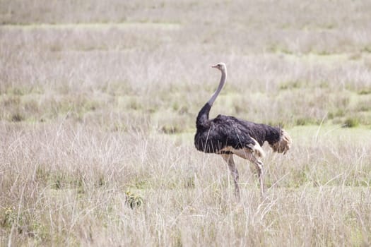 Wild ostrich shot in Ngorongoro wildlife reserve crater, Tanzania.