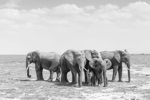 Elephants at Amboseli National Park, formerly Maasai Amboseli Game Reserve, is in Kajiado District, Rift Valley Province in Kenya. Black and white image.