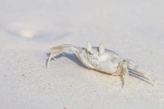 Horned Ghost Crab, Ocypode ceratophthalmus on a snow white beach sand with copy space.