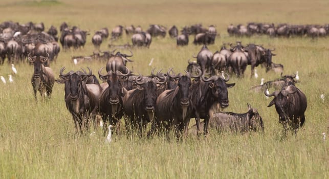 Connochaetes. Big herd of Wildebeests grazing in Serengeti National Park in Tanzania, East Africa.