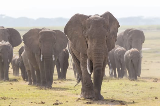 Herd of Elephants at Amboseli National Park, formerly Maasai Amboseli Game Reserve, is in Kajiado District, Rift Valley Province in Kenya. The ecosystem that spreads across the Kenya-Tanzania border.