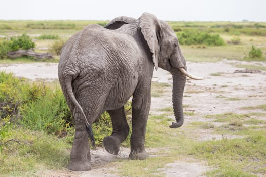 Elephant at Amboseli National Park, formerly Maasai Amboseli Game Reserve, is in Kajiado District, Rift Valley Province in Kenya. The ecosystem that spreads across the Kenya-Tanzania border.