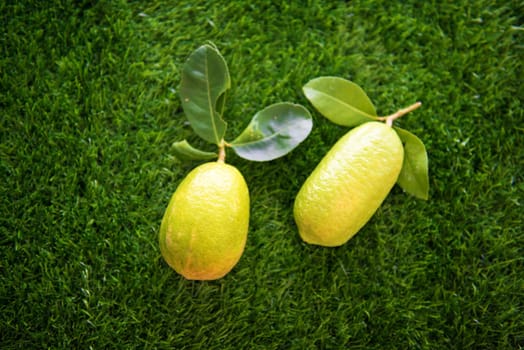 Top view pesticide free organic lemons on green lawn background.
