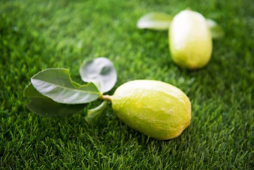 Pesticide free fresh organic lemons with leaves on green lawn background, imperfect with insect bites.