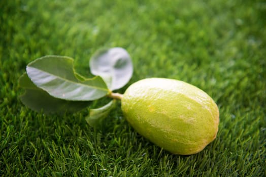 Pesticide free fresh organic lemon with leaves on green lawn background, imperfect with pest bites.