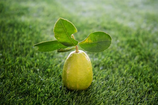 Fresh organic lemon with leaves on green lawn background, imperfect with insect bites hole, pesticide free.