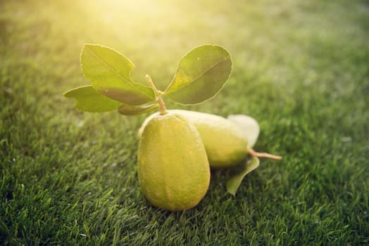 Fresh organic lemon with leaves on green lawn background, pesticide free, imperfect with insect bites hole.