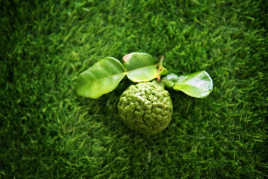 Pesticide free fresh organic kaffir lime with leaves on green lawn, top view.