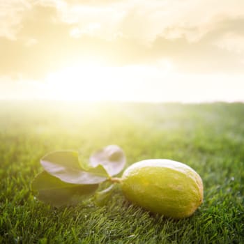 Fresh organic lemons with leaves on green lawn background, natural morning sunrise in farm, imperfect insect bites, pesticide free.