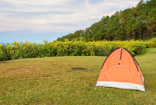 Orange camping tent with beautiful mountain nature scene of wild mexican sunflower field in Meahongson, Thailand