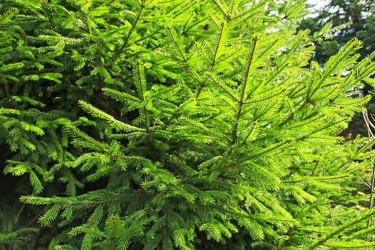 green branches of the young fur-tree growing in the forest