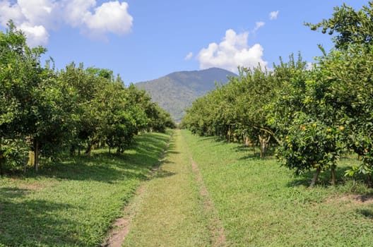 Orange grove with Orange fruit on its tree in Thailand