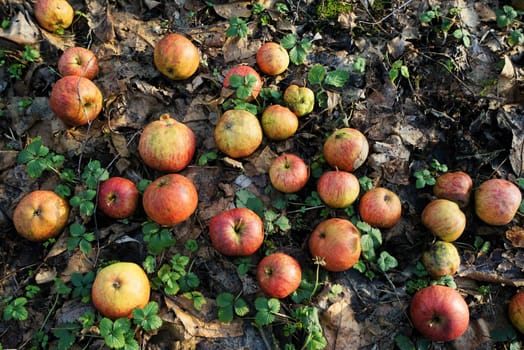 Organic apples in autumn on a meadow of fallen fruit