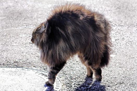 A Norwegian forest cat is evil and makes a cat hump. A cat makes itself big and threatens