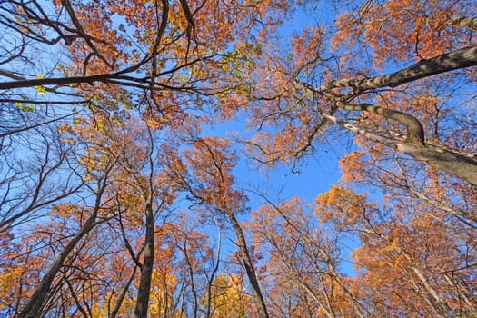 Looking up into Giants in the Fall in Afton State Park in Minnesota