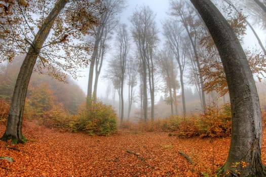 Misty haze in a beechwood in autumn - fish eye lens view