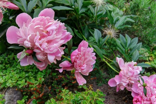 Detail of the bloom of peony