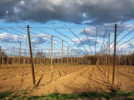 Hop garden - fields for growing hops in sunset