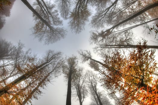 Misty haze in a beech forest in autumn - bottom view