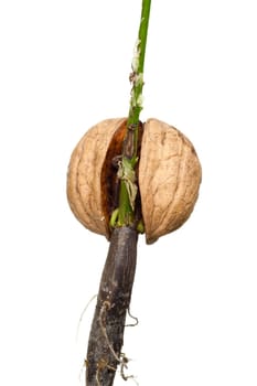 Detail of the sprouting walnut - macro