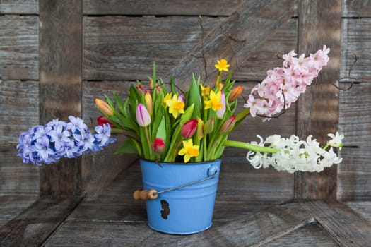 Colorful spring flowers in blue bucket on background of rustic wood