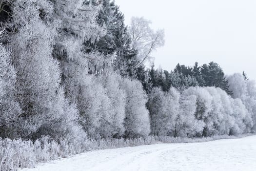 Winter landscape with frozen trees in field and blue sky