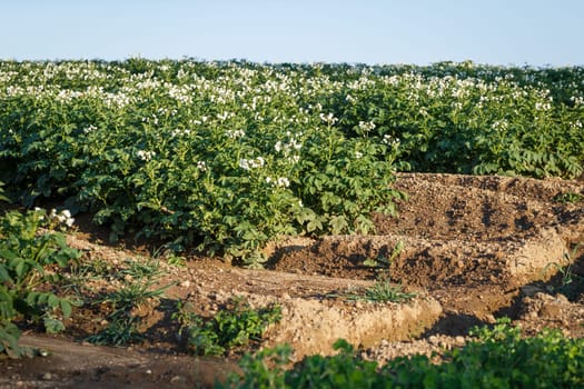 Potato flowers blooming in the field. Field with flourishing potato plants (Solanum tuberosum). Agricultural field of potato plant.