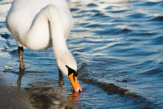 The white swan is standing and drinking or eating something from water.