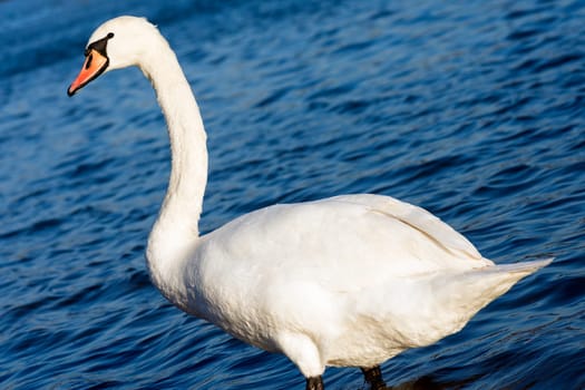 Beautiful white swan is standing in the water.