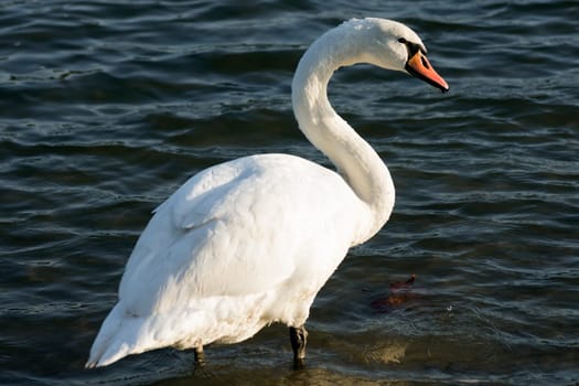 White swan is standing in the water.