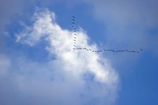 Cranes on the flight in formation to the south. Nature,bird migration,seasonal,phenomenon,migratory birds,sky,orientation.