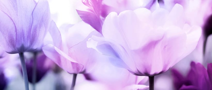 Tulips in pastel color,cool light blue tones contrast warm red-violet,neutral middle violet-pink tones. Open flower shapes in panorama format.