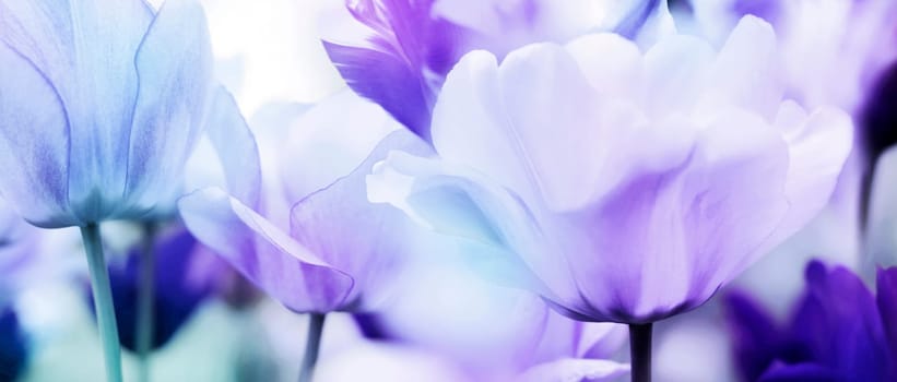 Tulips in pastel color,cool light blue tones contrast warm red-violet,neutral middle violet-pink tones. Open flower shapes in panorama format.
