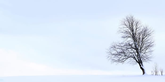 Minimalist winter landscape with a tree on a snowy field in 18:9