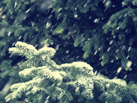 Fir tree with snow, winter background