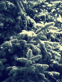 Fir tree with snow, winter background