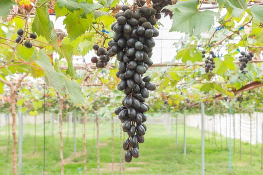 Black grapes in grape garden or vineyard. Black grapes with green leaf. Black grape vineyard in sunshine day. Ripe black grape for health .or diet center position