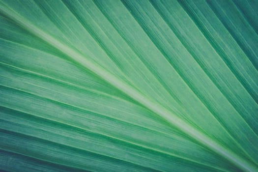 Turmeric leaf texture or turmeric leaf background for design. Turmeric leaf surface. Green turmeric leaf texture.