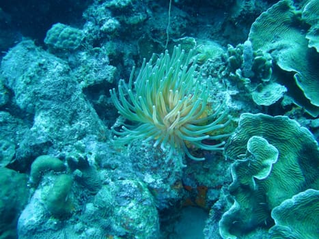coral life caribbean sea Bonaire island underwater diving