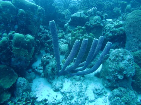 coral life caribbean sea Bonaire island underwater diving