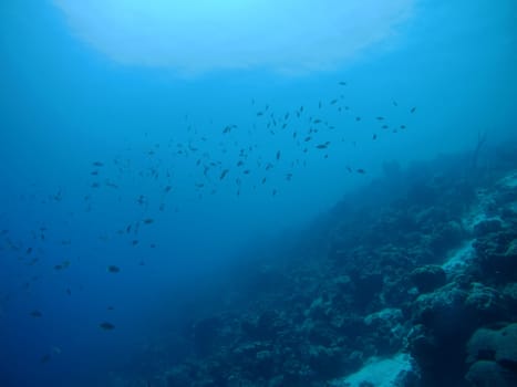 coral life caribbean sea Bonaire island underwater diving