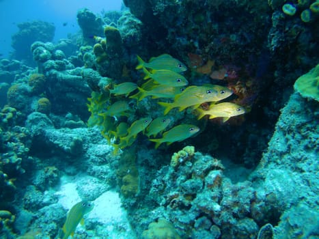 coral life caribbean sea Bonaire island underwater diving