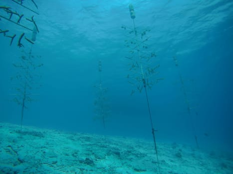 coral life caribbean sea Bonaire island underwater diving