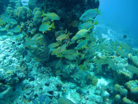 coral life caribbean sea Bonaire island underwater diving