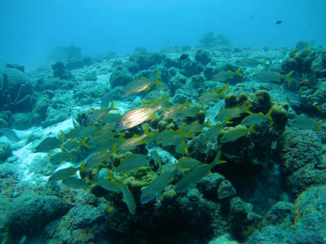 coral life caribbean sea Bonaire island underwater diving