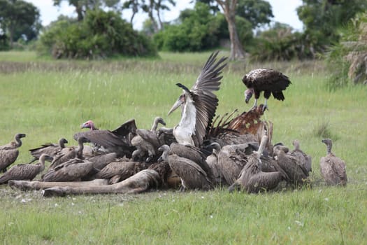 Wild Griffon Vulture Africa savannah Kenya dangerous bird