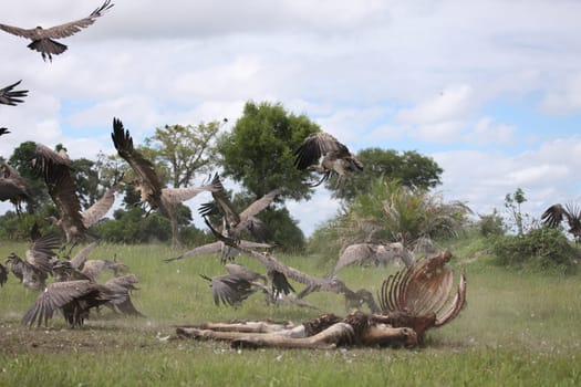 Wild Griffon Vulture Africa savannah Kenya dangerous bird