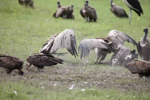 Wild Griffon Vulture Africa savannah Kenya dangerous bird